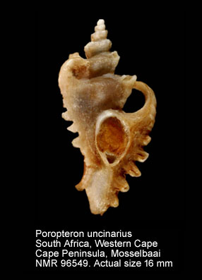 Poropteron uncinarius (2).jpg - Poropteron uncinarius (Lamarck,1822)